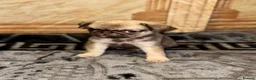Pug dogs for sale: Gorgeous Pug Puppies - Advert 13