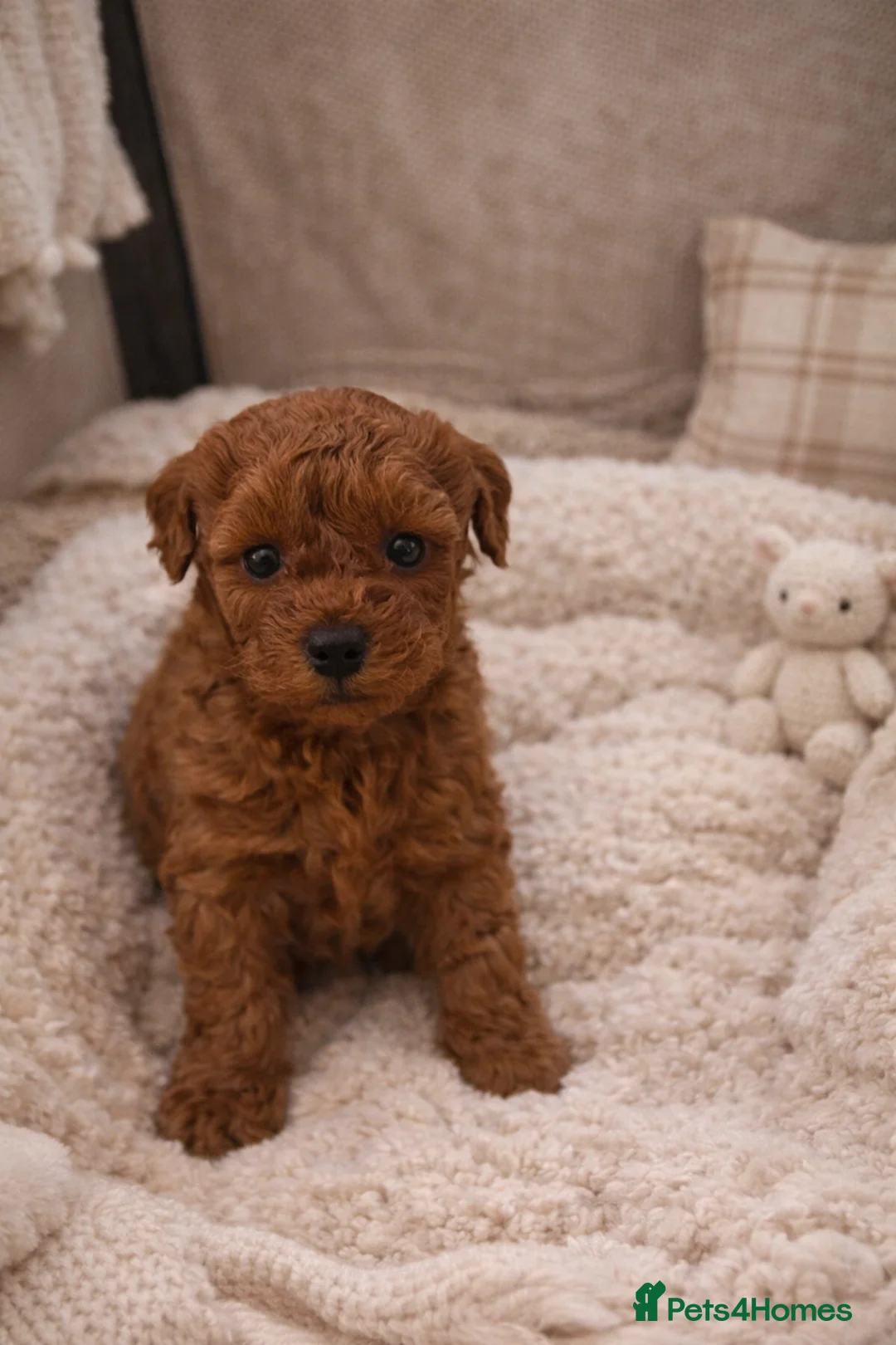 Poochon dogs for sale: Teddy bear pochoon puppies -Tiny and Curly - Advert 2