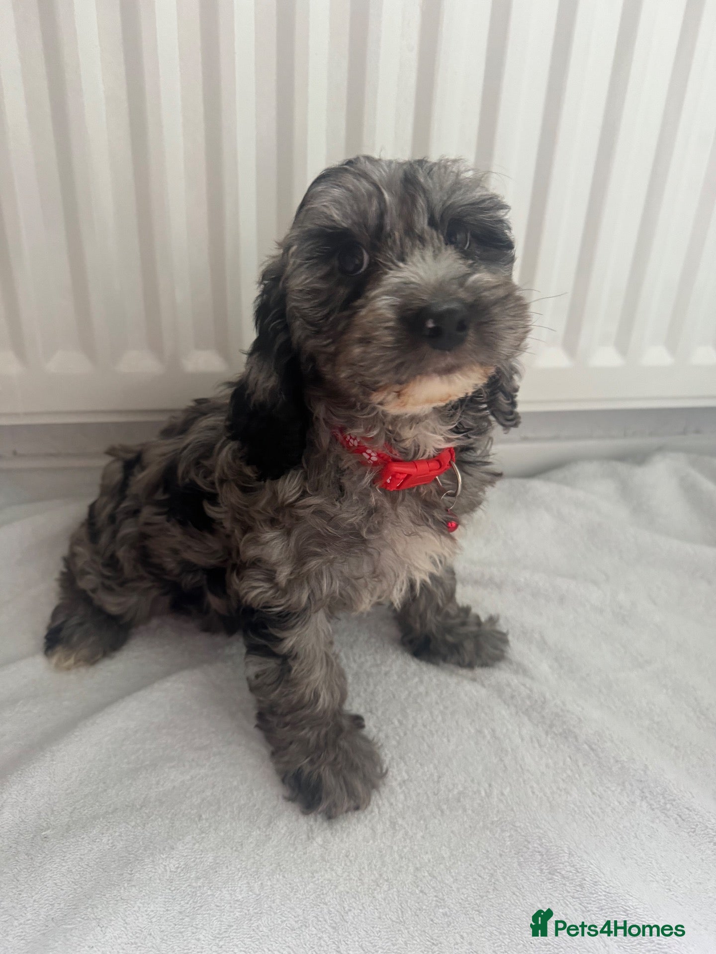Cockapoo dogs for sale: F1 miniature cockapoos - Advert 1