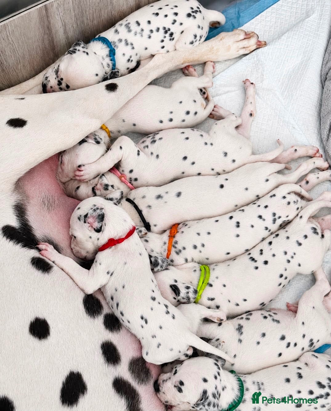 Dalmatian dogs Beautiful Dalmatian puppies - Advert 6