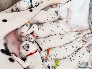 Dalmatian dogs Beautiful Dalmatian puppies - Advert 9