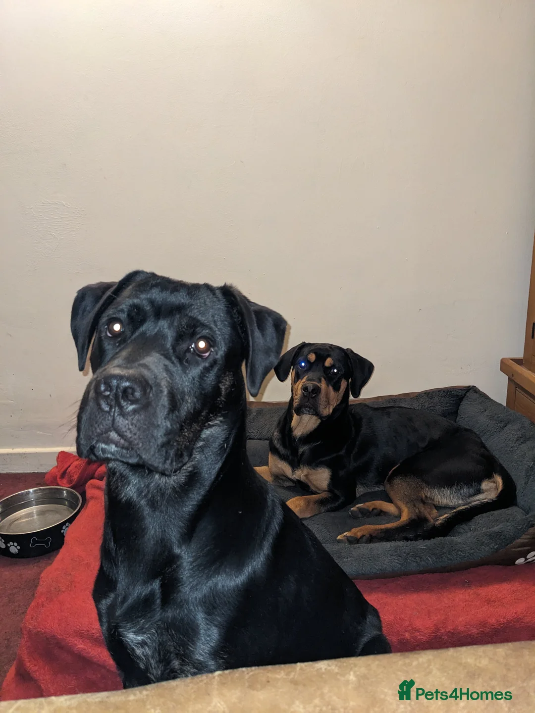 Mixed Breed dogs for sale: Nigel rotticorso.  - Advert 11