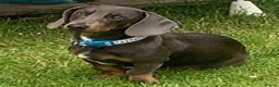 Dachshund dogs for stud: Blue Dachhund Proven Stud & Isabella cream stud, in Swansea - Advert 7