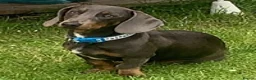 Dachshund dogs for stud: Blue Dachhund Proven Stud & Isabella cream stud, in Swansea - Advert 7