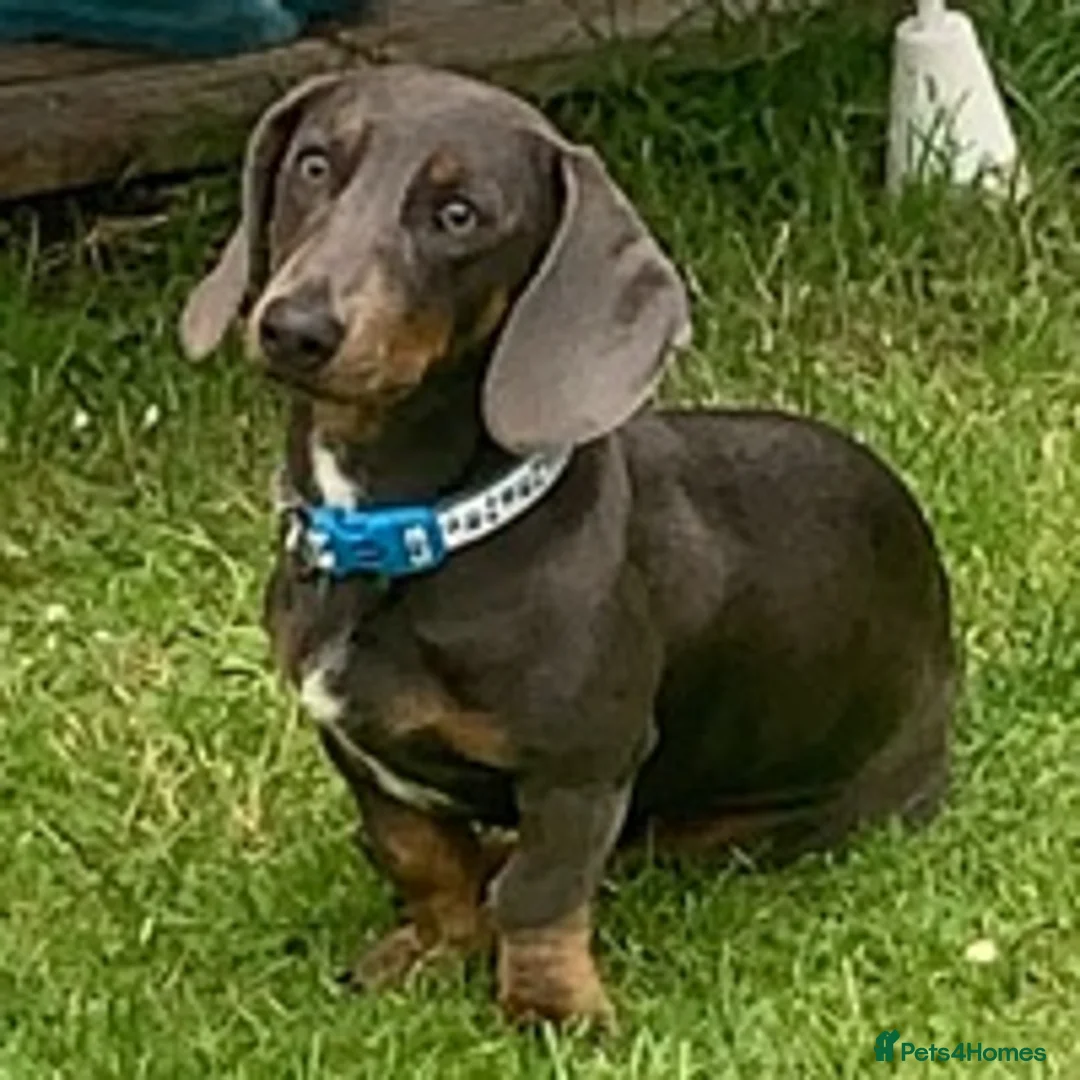 Dachshund dogs for stud: Blue Dachhund Proven Stud & Isabella cream stud, in Swansea - Advert 7
