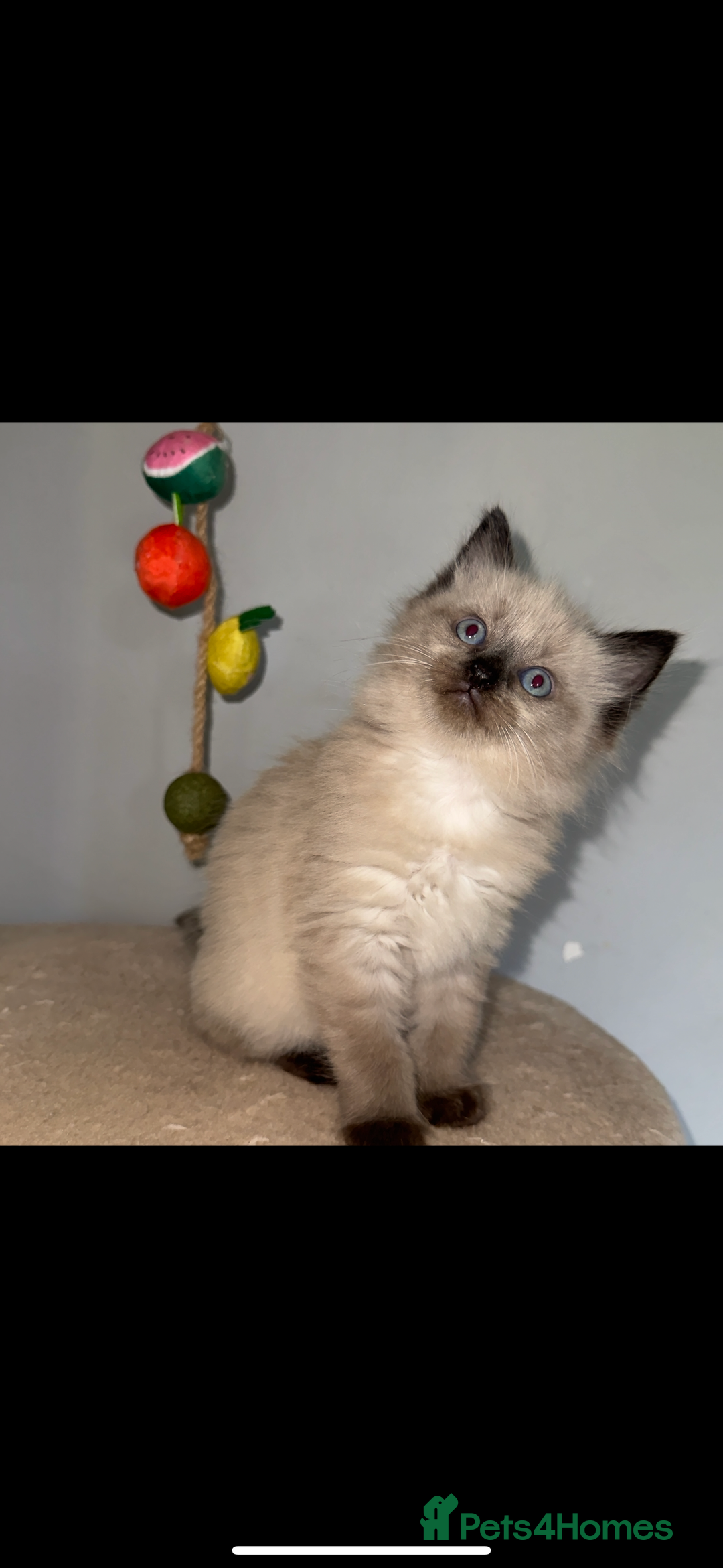Ragdoll cats for sale: Gorgeous Ragdoll x British Shorthair Kittens  - Image 15