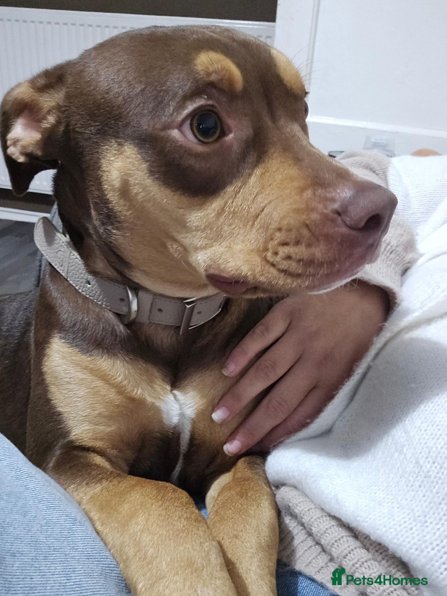 Mixed Breed dogs for sale: Rottweiler x bully - Advert 1
