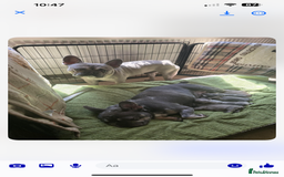 French Bulldog dogs for sale: LAST 3 PUPS AVAILABLE - Image 4