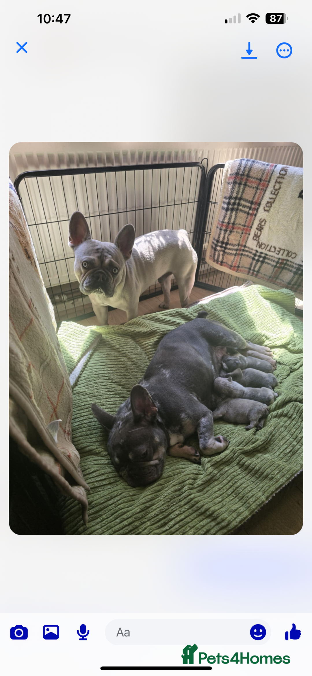 French Bulldog dogs for sale: LAST 3 PUPS AVAILABLE - Image 4