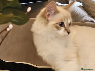 Ragdoll cats - Advert 2