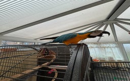Parrots birds for sale: Macaw - Image 4