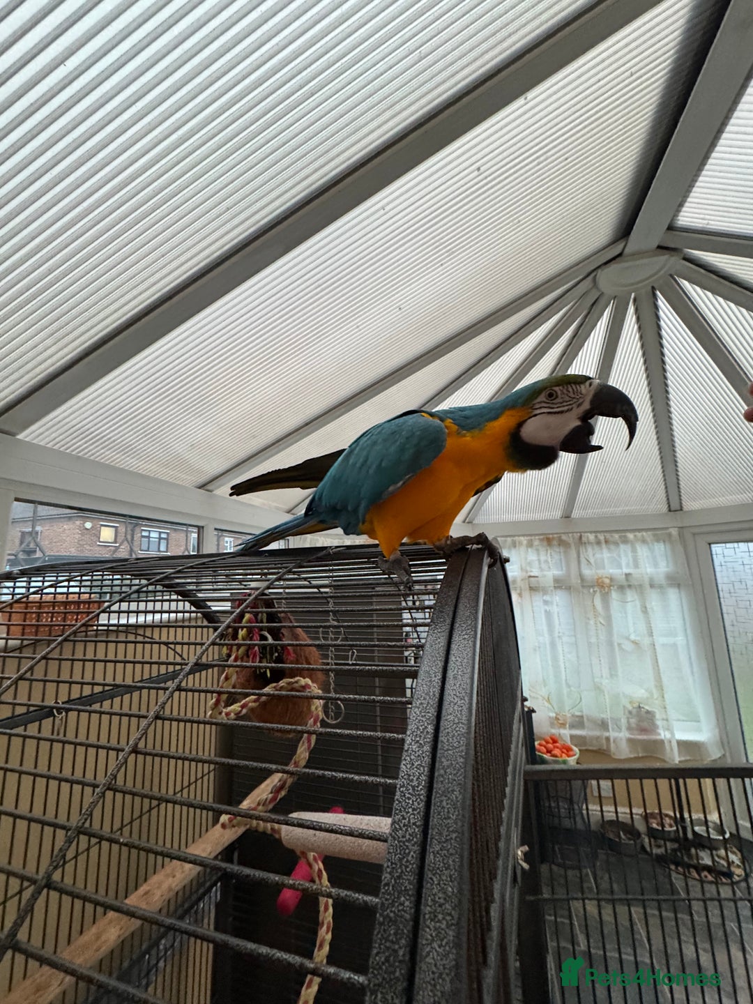 Parrots birds for sale: Macaw - Image 4