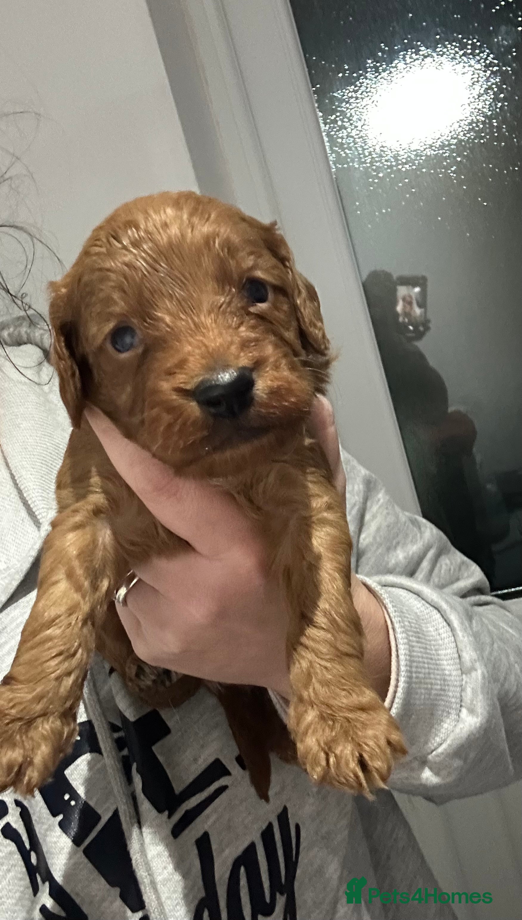 Cockapoo dogs Kc dna health clear parents champion bloodline  - Advert 12