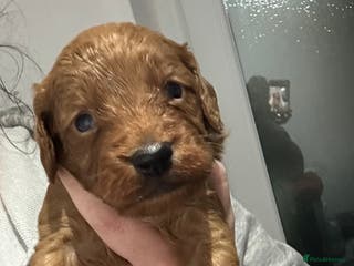 Cockapoo dogs Kc dna health clear parents champion bloodline - Advert 12