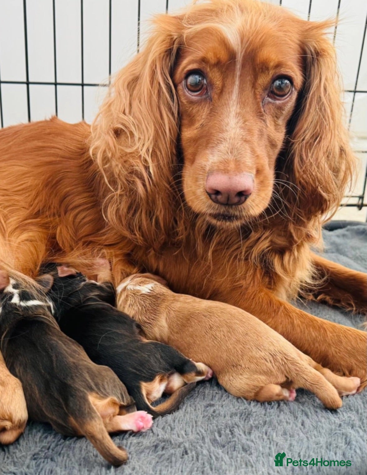 Cocker Spaniel dogs 5 Working Cocker Spaniel puppies - £950 - Advert 2