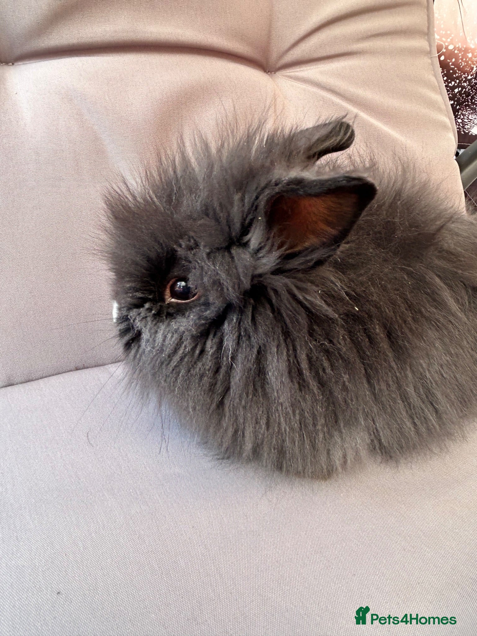 Lionhead rabbits 🦋Pure breed Teddy lionheads 🦋 - Advert 1