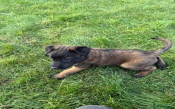Belgian Shepherd Dog dogs for sale: Belgian malinois - Image 9