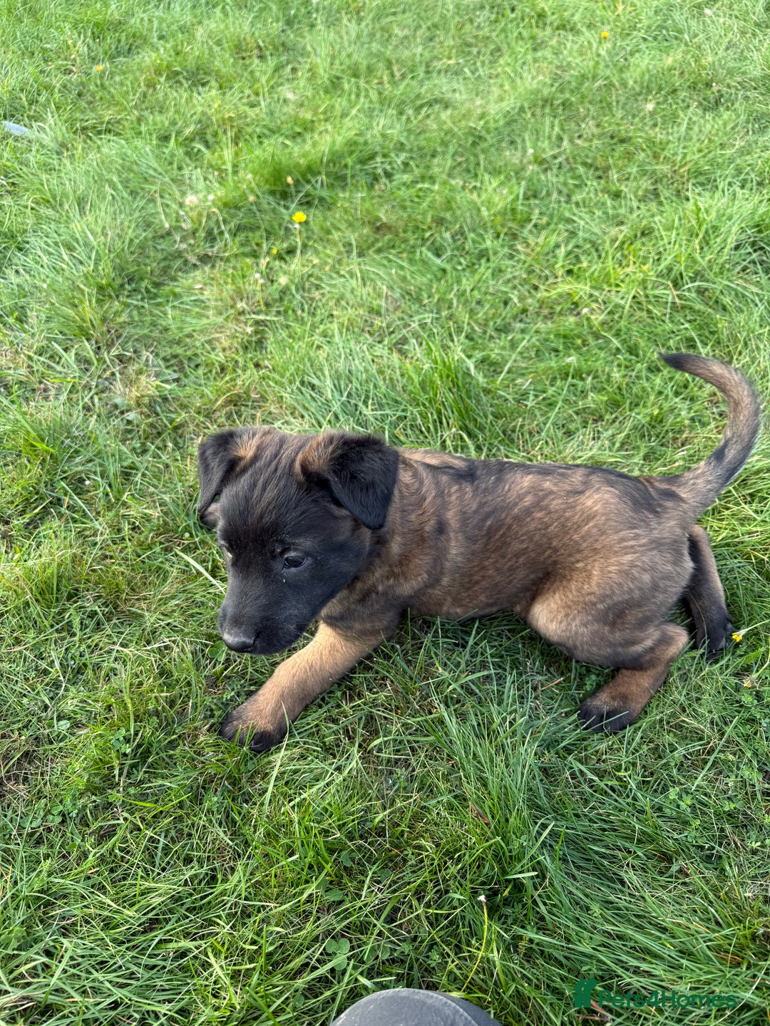 Belgian Shepherd Dog dogs for sale: Belgian malinois - Image 9