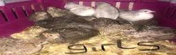 Quail poultry for sale: CHINESE PAINTED BUTTON QUAIL EGGS ! - Advert 21