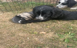 Mixed Breed dogs for sale: Last girl Ready to go Rare Dalmadoodle puppies 🏡 - Image 8