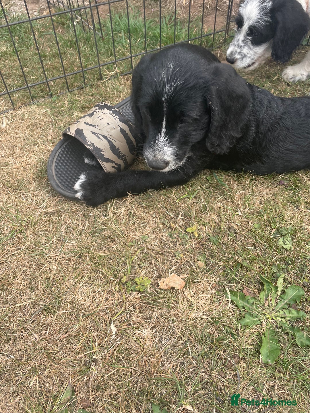 Mixed Breed dogs for sale: Last girl Ready to go Rare Dalmadoodle puppies 🏡 - Image 8