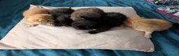 Mixed Breed cats for sale: Adorable Kittens Looking for Their Forever Homes - Advert 6