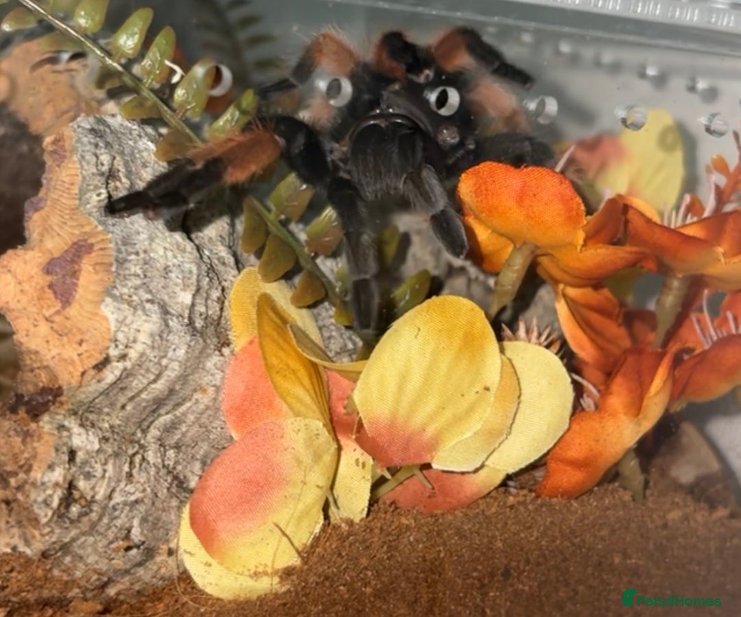 Tarantulas invertebrates for sale: 🕷️ TARANTULA’S FOR SALE 🕷️ - Advert 2