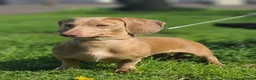 Miniature Dachshund dogs for sale: 5 Isabella and Tan puppies ready to go 10th July - Advert 7
