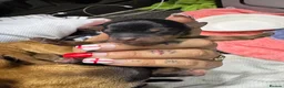 Mixed Breed dogs for sale: 7 beautiful puppies  in Taunton - Advert 11