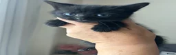 Mixed Breed cats for sale: 3 Kittens ready now  - Advert 5