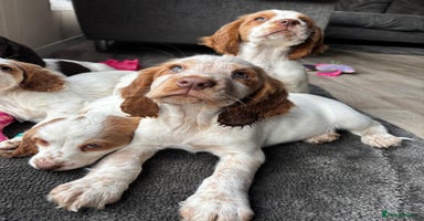 Sprocker dogs *BEAUTIFUL SPROCKER PUPPIES * - Advert 4