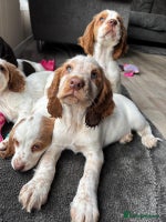 Sprocker dogs *BEAUTIFUL SPROCKER PUPPIES * - Advert 4
