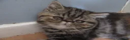 Exotic cats for sale: Gorgeous Exotic kittens - Advert 5
