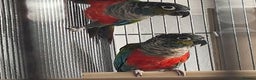 Conures birds for sale:  Hand Reared Crimson Bellied Conure - Advert 5