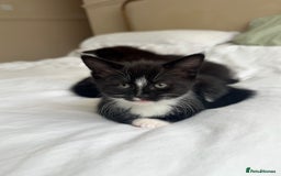 Domestic Shorthair cats for sale: 3 kittens looking for forever home - Image 4