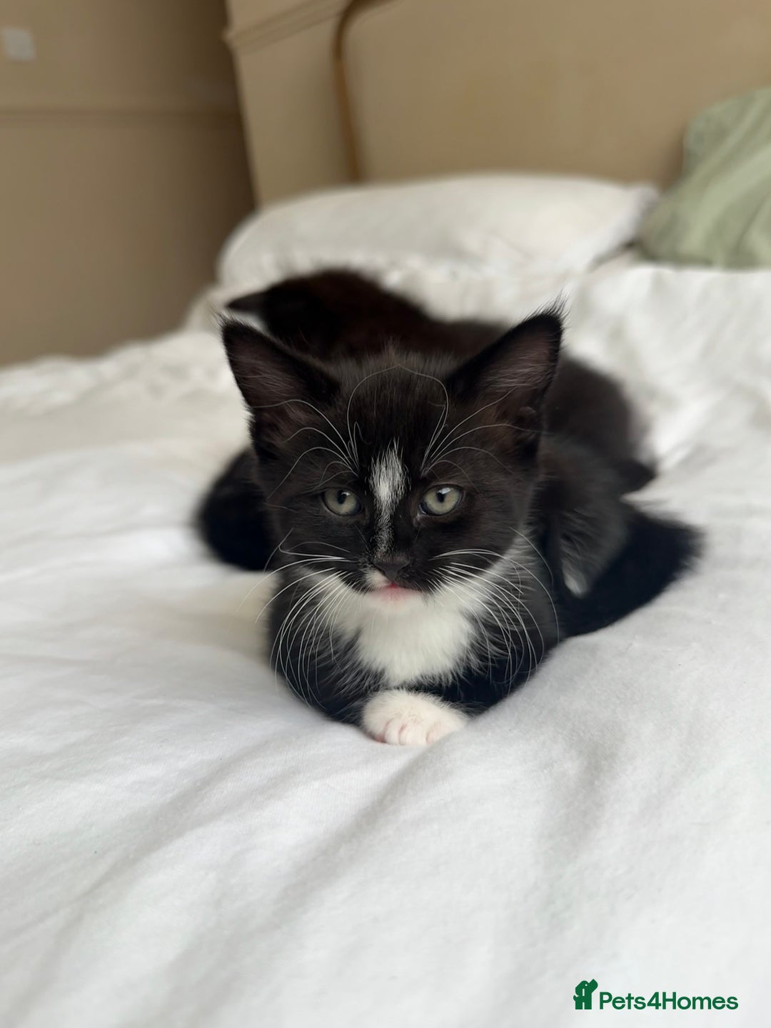 Domestic Shorthair cats for sale: 3 kittens looking for forever home - Image 4