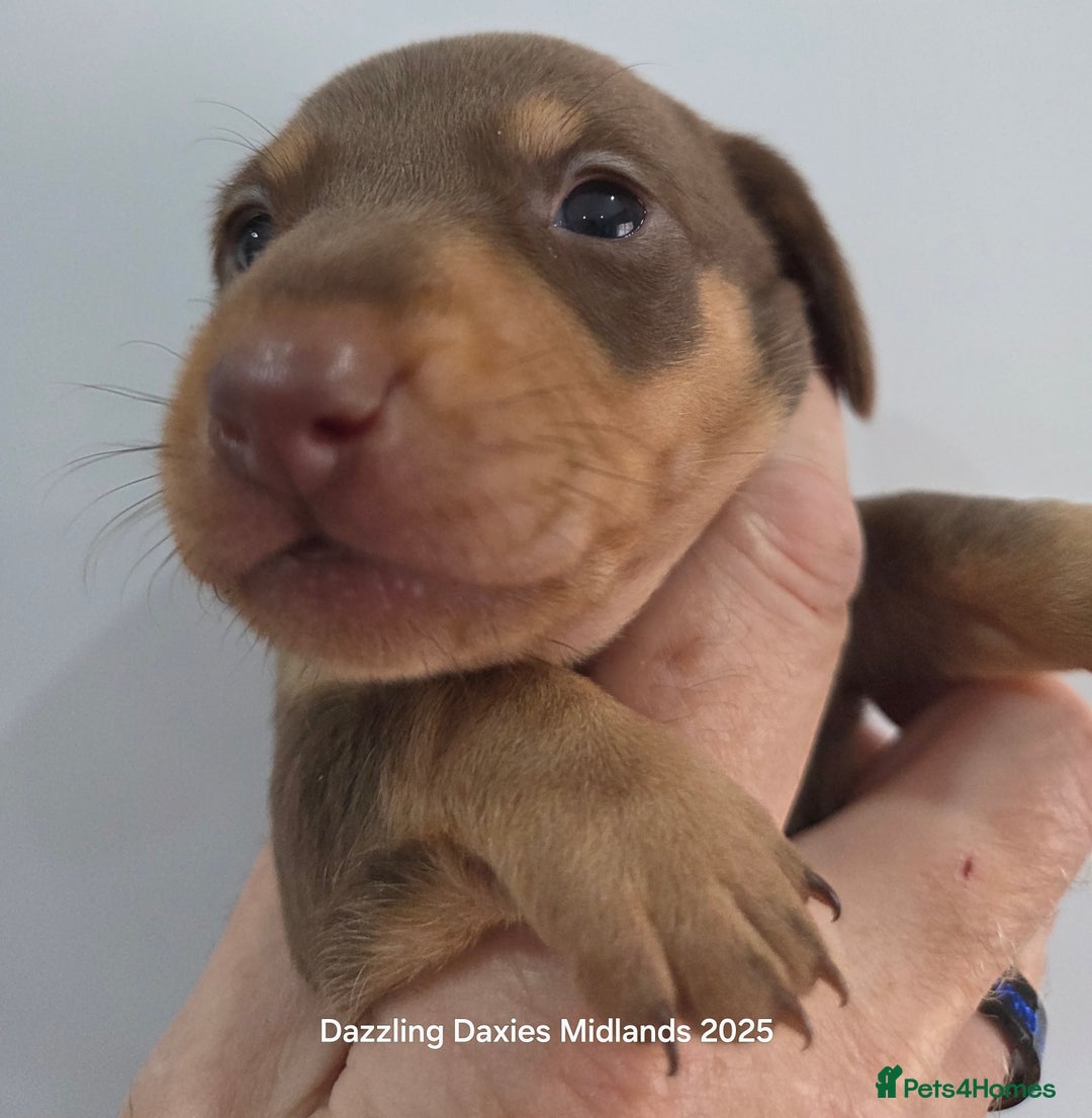 Miniature Dachshund dogs for sale: Shorthaired Minature Daschunds  - Image 19