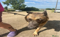 Belgian Shepherd Dog dogs for adoption: Ava - Norwich Norfolk  - Image 6
