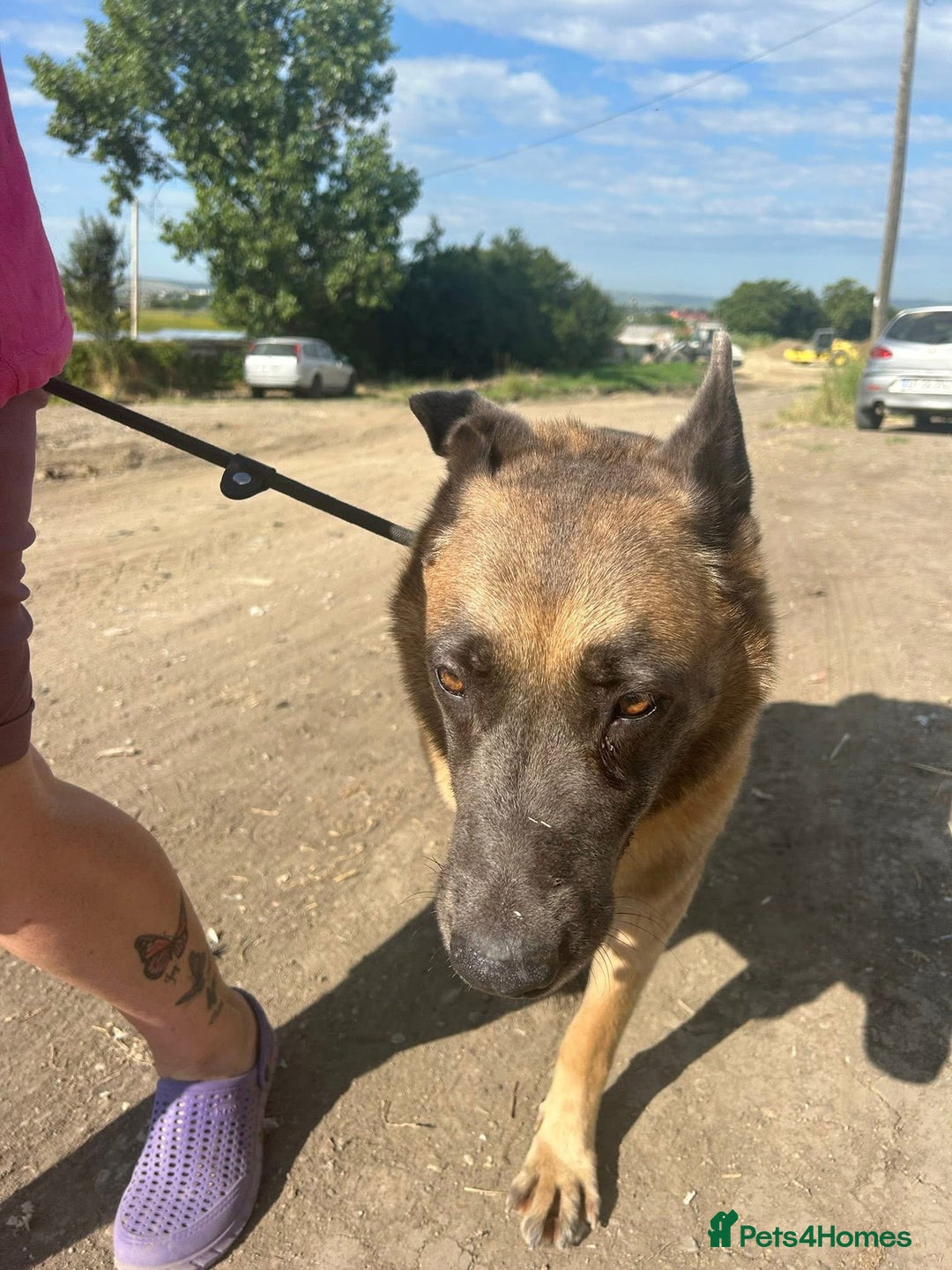 Belgian Shepherd Dog dogs for adoption: Ava - Norwich Norfolk  - Image 6
