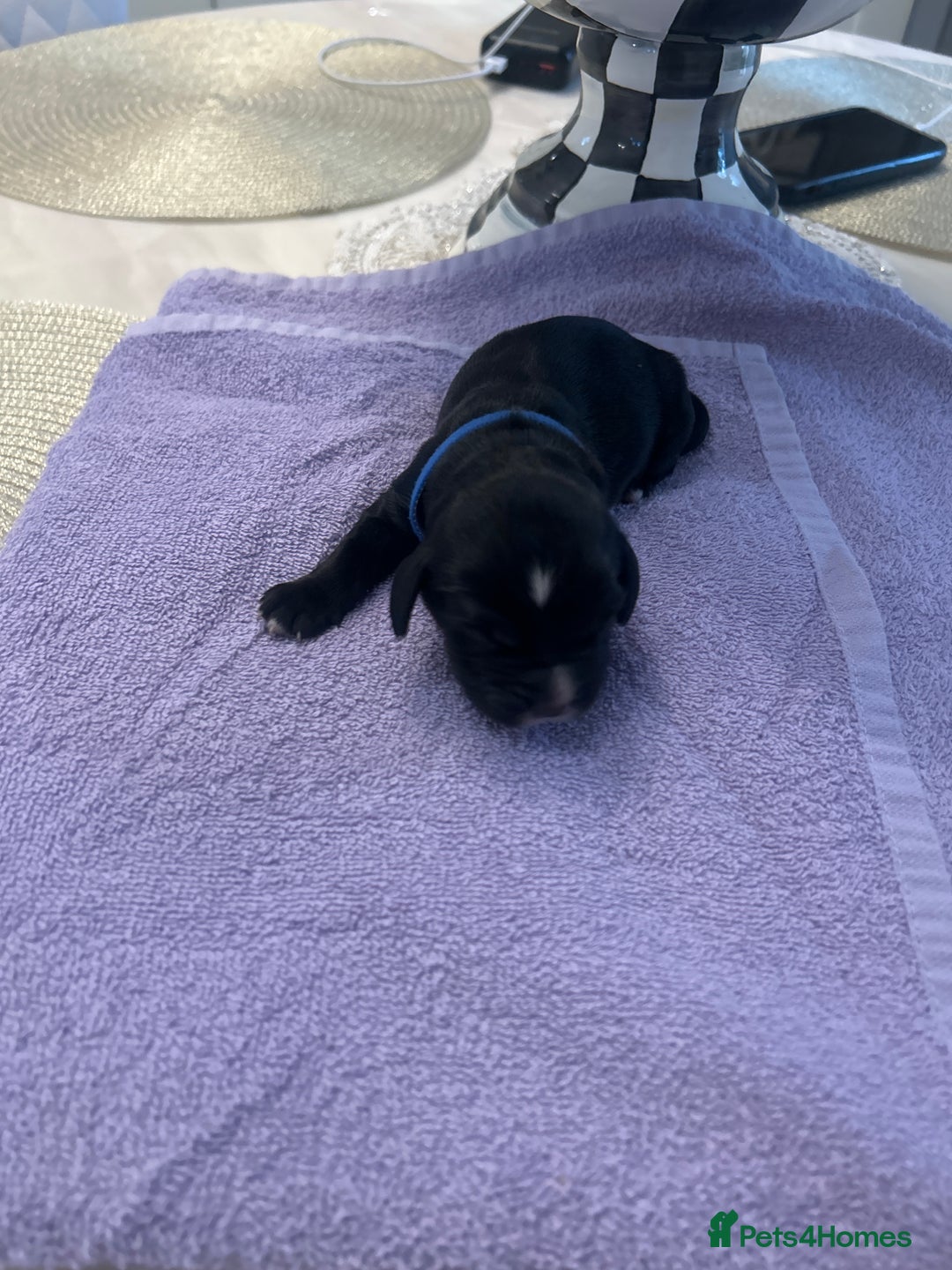 Cocker Spaniel dogs for sale: K C registered Cocker spaniel puppies  - Advert 6