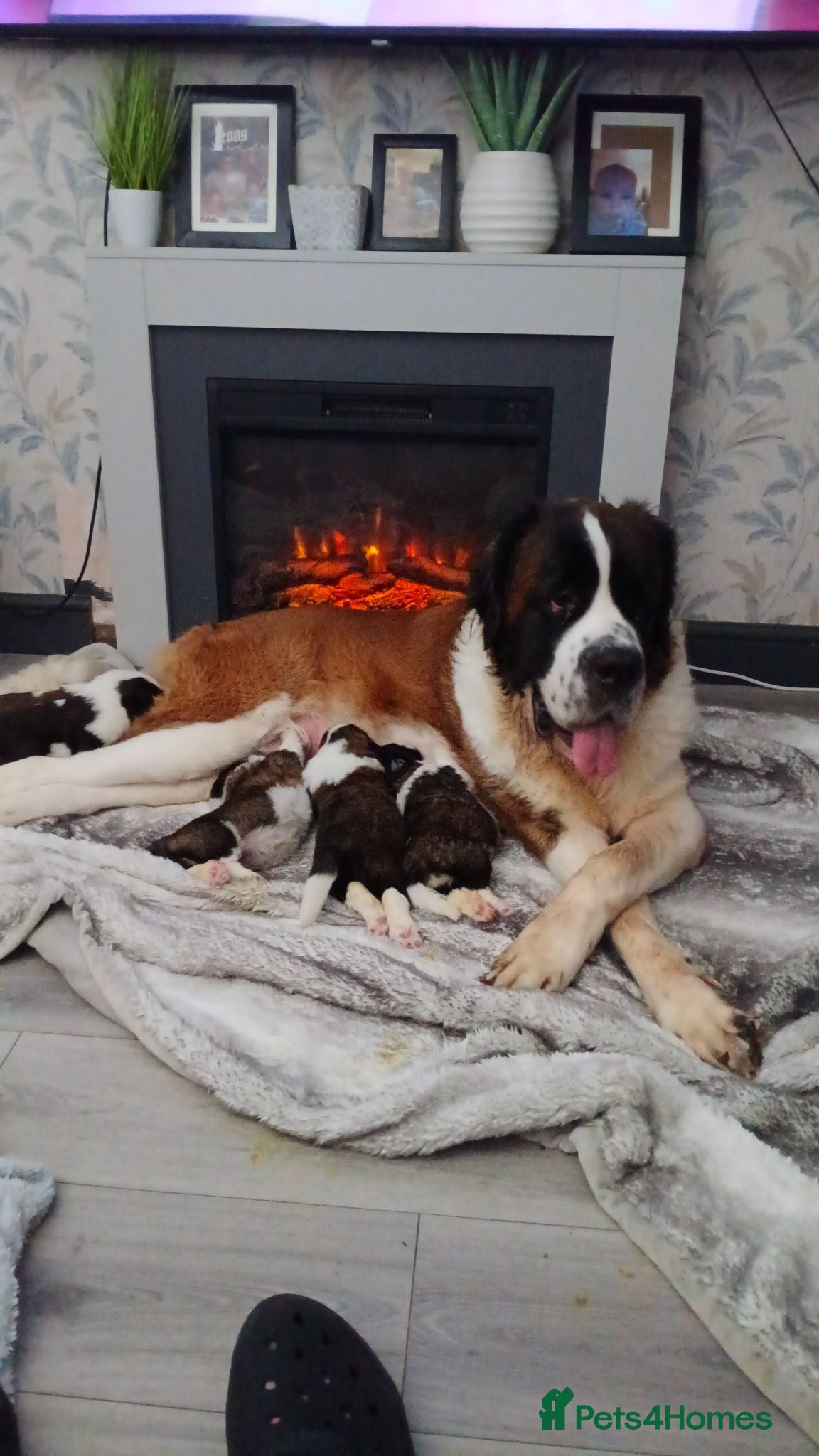 Saint Bernard dogs St Bernard kc registered puppies - Advert 2