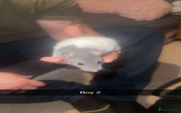 Rat rodents for sale: Rat pups - Image 4