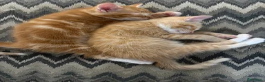 Charlie (light ginger)