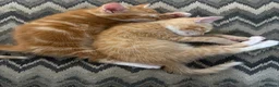 Mixed Breed cats for sale: Gorgeous Domestic Shorthair Cross Kittens - Advert 3