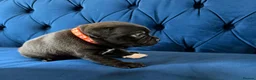 Staffordshire Bull Terrier dogs for sale: KC Staffordshire Bull Terrier Puppies - Advert 15