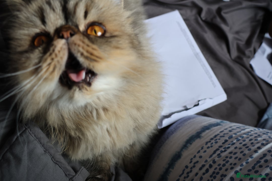 Persian cats for sale: Eric & Mickey - Advert 8