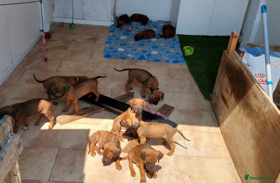 Rhodesian Ridgeback dogs for sale: VIEWINGS WELCOME NOW KC Registered Ridgeback Pups  - Image 27
