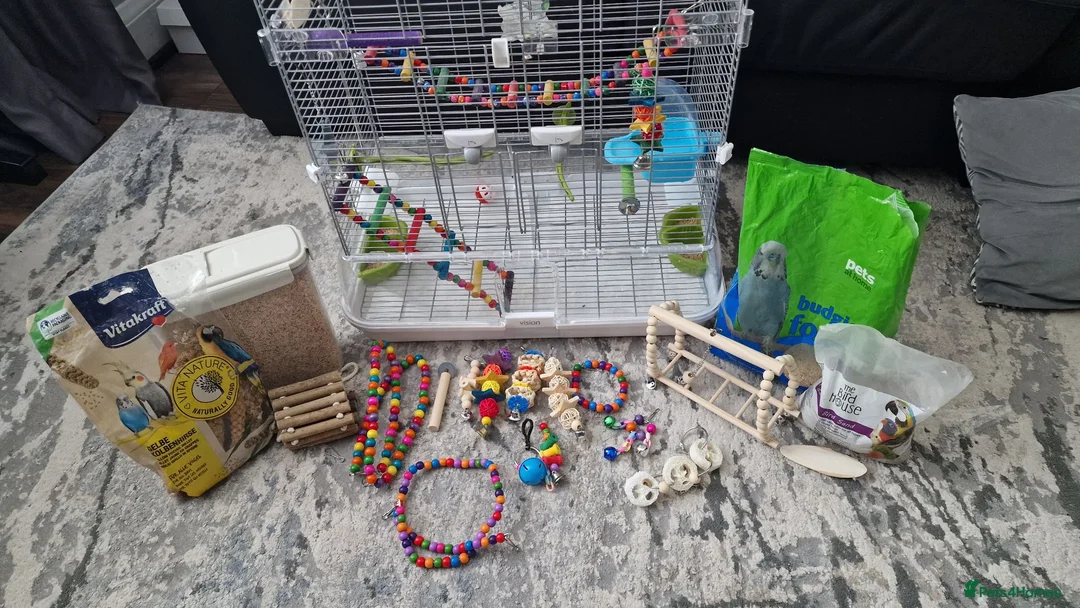Budgerigars birds for sale: Semi-tame female budgie w/cage & accessories  - Advert 2