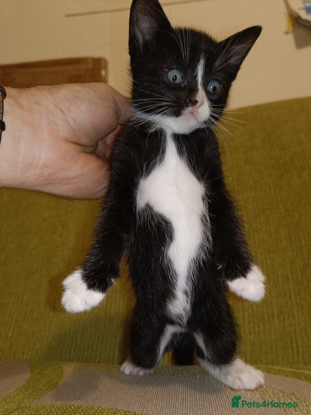 Mixed Breed cats for sale: Calico Mum, Tabby Dad kittens for sale - Image 22