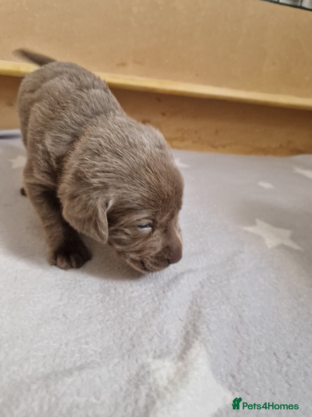 Labrador Retriever dogs for sale: !REDUCED! silver labrador's KC - Advert 35